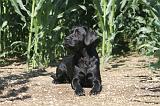 LABRADOR 015
